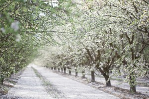 Almond Blossoms       